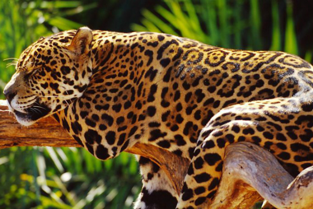 Onça-pintada corre risco de extinção na Mata Atlântica Onça-pintada corre risco de extinção na Mata Atlântica
