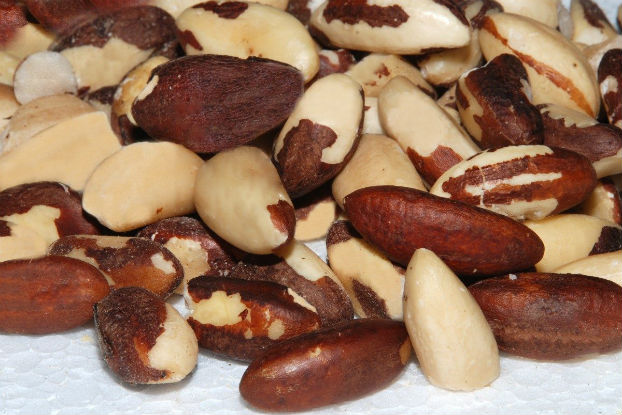 Reaproveitar resíduos da castanha-do-pará pode beneficiar produtores Reaproveitar resíduos da castanha-do-pará pode beneficiar produtores