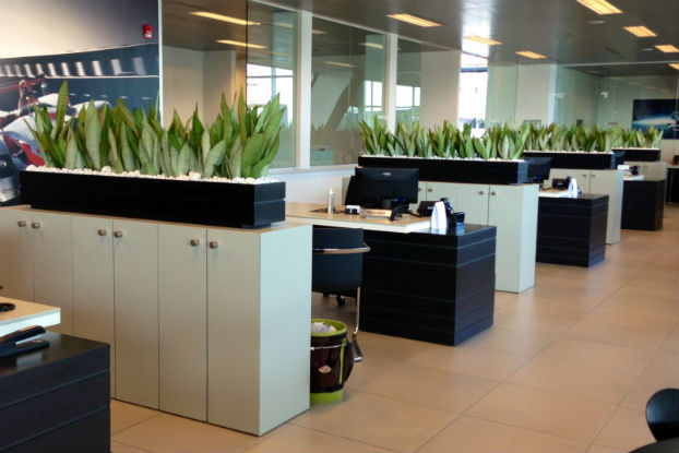 Colocar plantas no ambiente de trabalho aumenta produtividade, aponta pesquisa Colocar plantas no ambiente de trabalho aumenta produtividade, aponta pesquisa