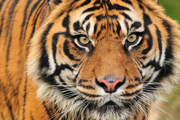 População mundial de animais foi reduzida à metade nos últimos 40 anos População mundial de animais foi reduzida à metade nos últimos 40 anos