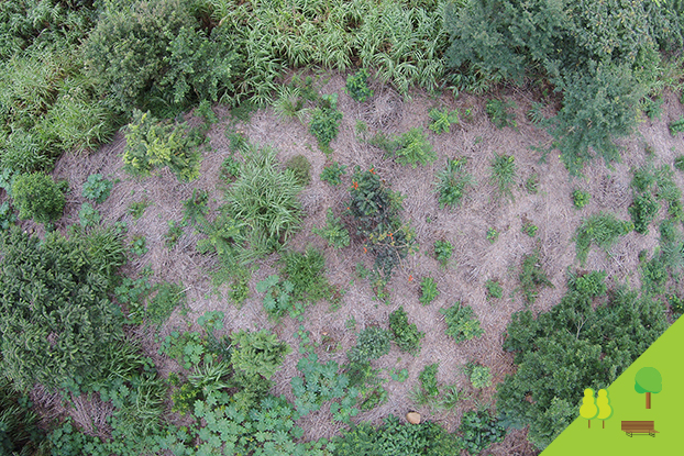 Drones são solução para mapeamento de áreas verdes