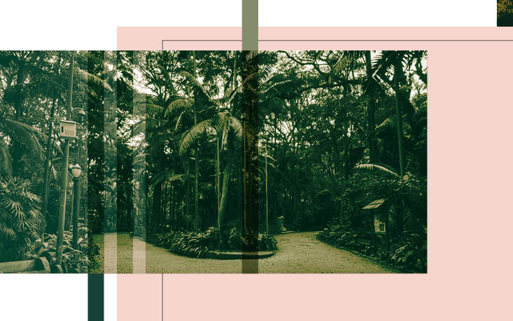 Projeto pretende recuperar a biodiversidade do Parque Trianon Projeto pretende recuperar a biodiversidade do Parque Trianon